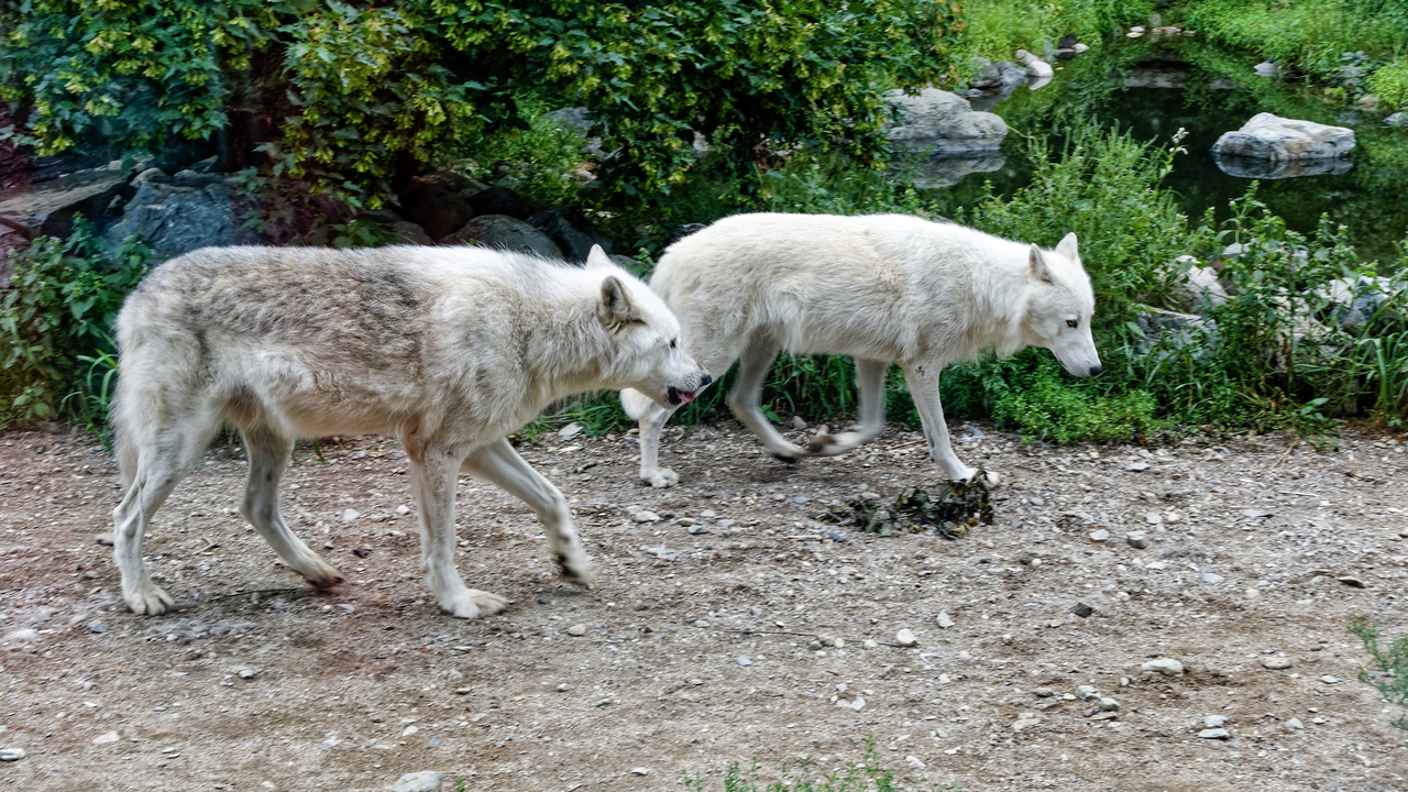 20190807-120516•International Wolf Center•Ely•Minnesota•USA
